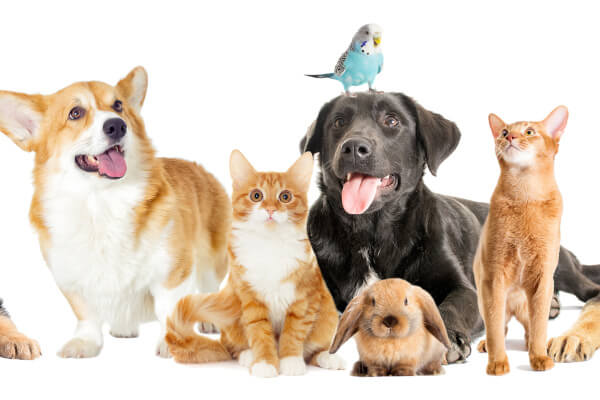 ペット禁止なのに飼っている人がいるようだ